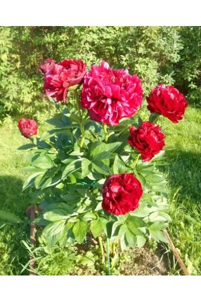 Paeonia lactiflora Henry Bockstoce – розкішна півонія з густомахровими бутонами.